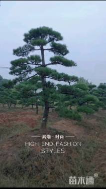 15公分造型黑松