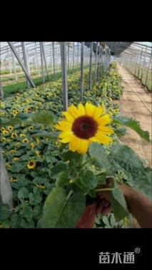 高度25厘米向日葵