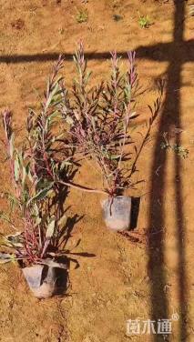 高度25厘米千鸟花