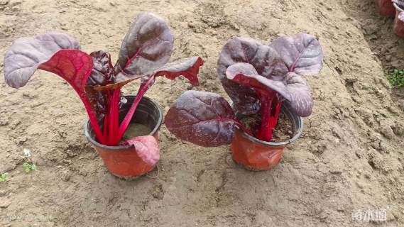 高度30厘米红叶甜菜