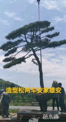 30公分造型松
