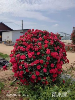 冠幅80厘米月季花球