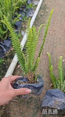 高度18厘米排骨草