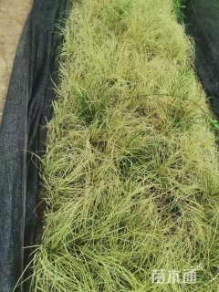 25厘米金叶苔草
