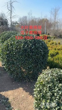 冠幅120厘米大叶黄杨球