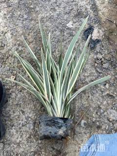 高度50厘米山菅兰