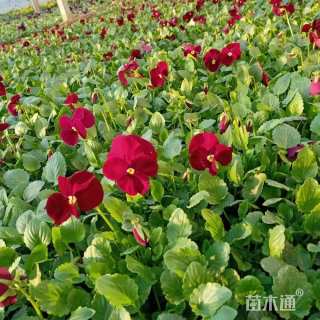 高度15厘米三色堇