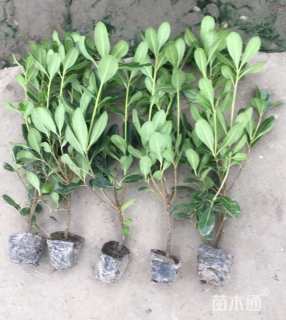 高度30厘米海桐