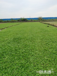 大叶油草