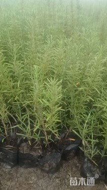 高度20厘米迷迭香