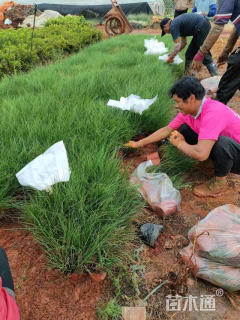 高度25厘米小兔子狼尾草