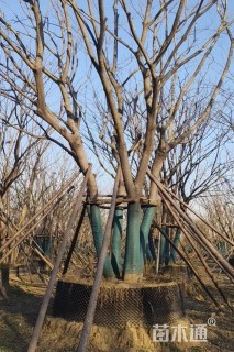 15公分(5杆)丛生朴树