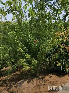 高度400厘米木槿