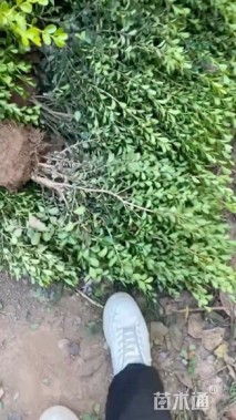 冠幅40厘米小叶黄杨球