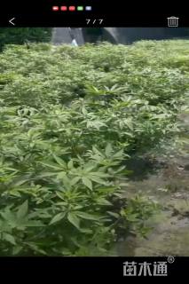 高度70厘米穗花牡荆