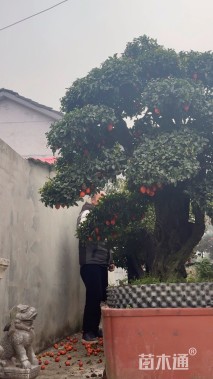 45公分造型金弹子