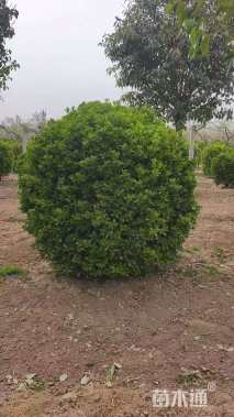 冠幅100厘米大叶黄杨球
