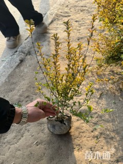高度20厘米亮金女贞