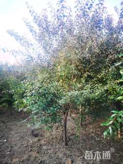 断根苗红叶榆叶梅