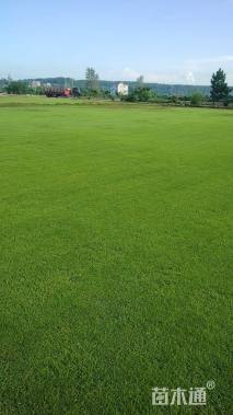 草卷状百慕大草