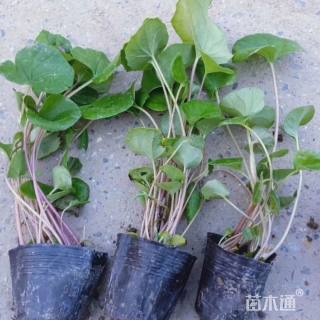 高度30厘米大吴风草