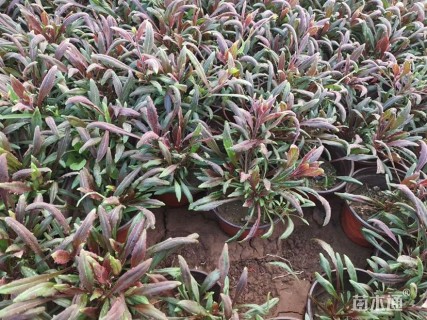 高度15厘米山桃草