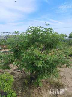 高度80厘米穗花牡荆