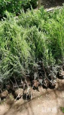 高度100厘米北京桧