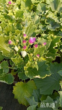 高度15厘米瓜叶菊