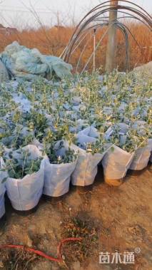 高度40厘米水果兰球