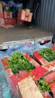 高度15厘米孔雀草