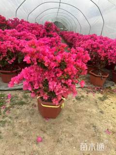 高度60厘米同安红三角梅