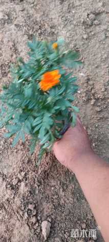 高度18厘米孔雀草