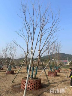 35公分(3杆)丛生乌桕