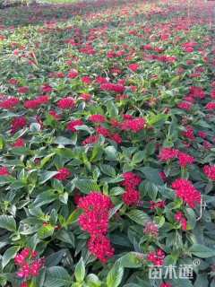 高度15厘米五星花