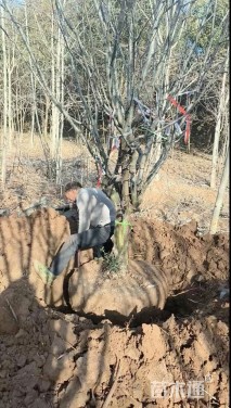 15公分木瓜海棠