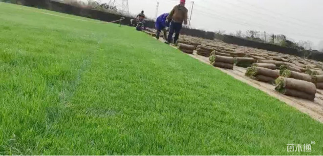 草卷状中华结缕草