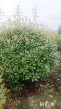 冠幅100厘米红叶石楠球