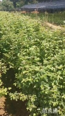 50厘米枫香小苗