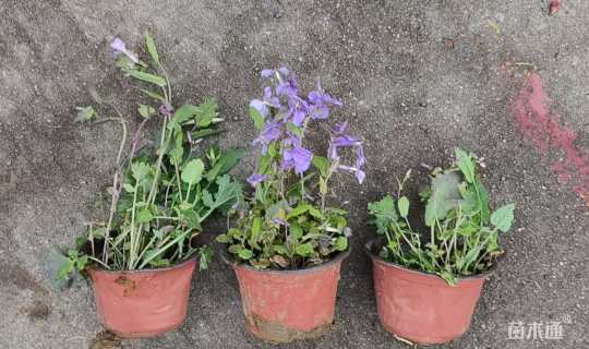 高度15厘米二月兰