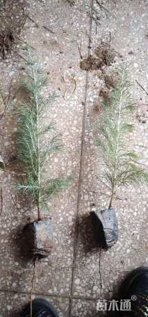 高度100厘米雪松小苗