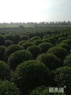 冠幅110厘米小叶女贞球