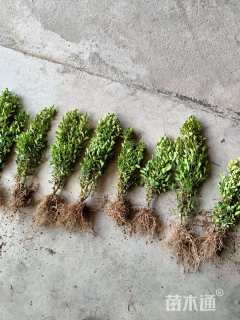 高度20厘米小叶黄杨