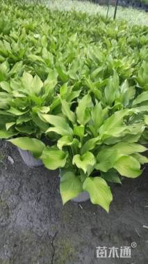 高度30厘米青叶玉簪