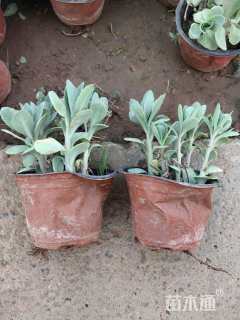 高度12厘米八宝景天