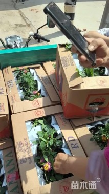 冠幅20厘米五色梅