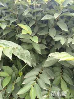 高度80厘米软枣小苗