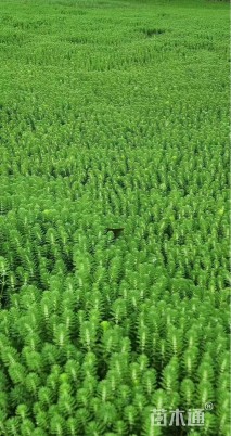 高度50厘米聚草