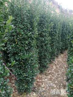 高度80厘米大叶黄杨