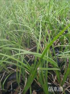 高度20厘米石菖蒲